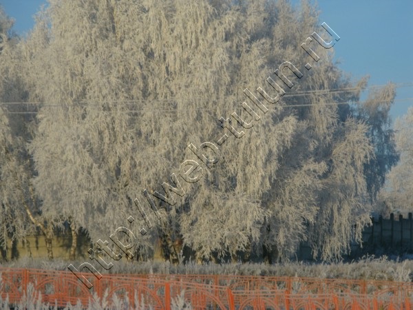 Иней на деревьях Ноябрь 2014г., альбом Природа Тулуна и нашего региона