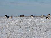 Коровы на снегу в поле Февраль 2015