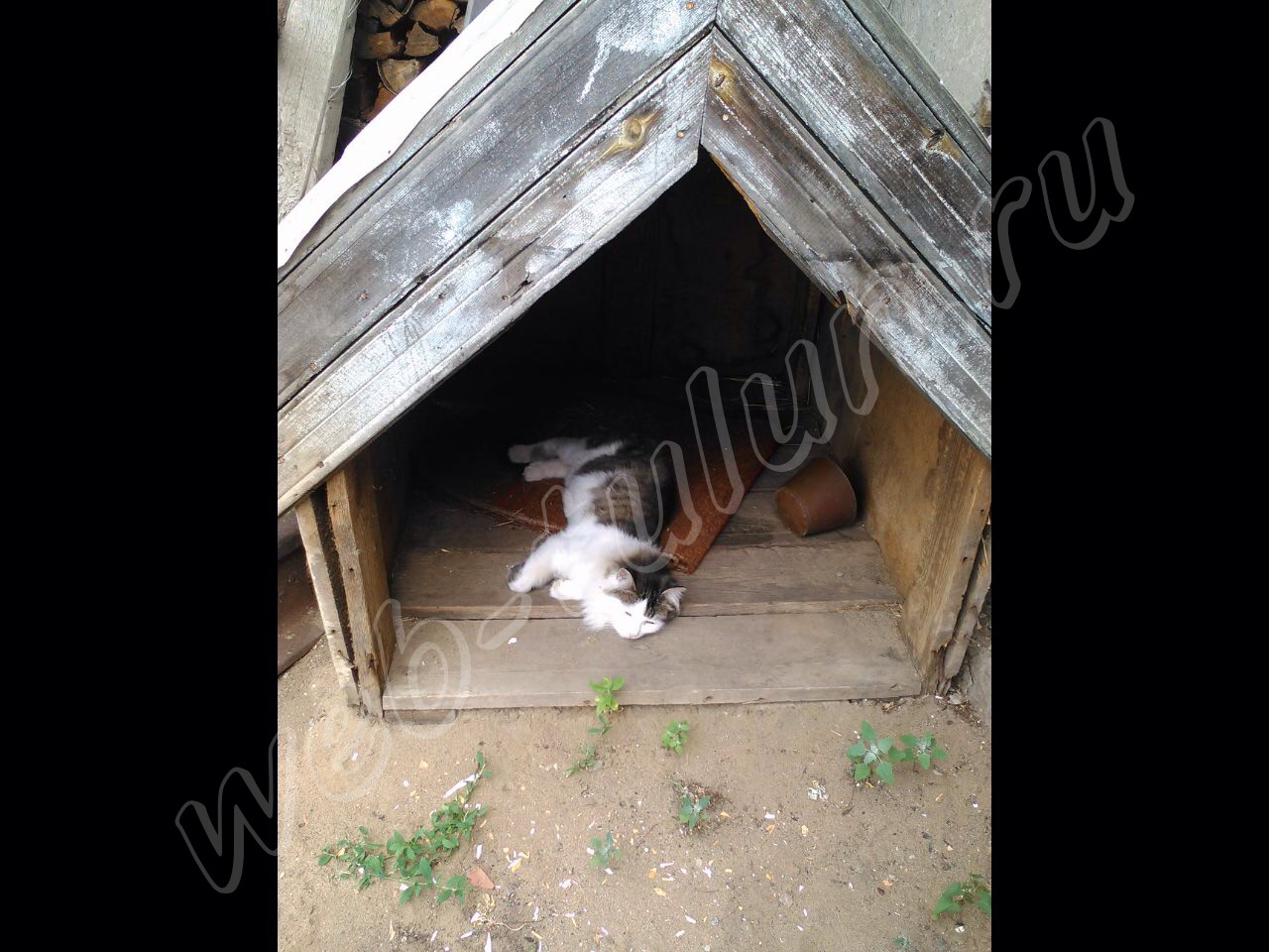 Отдых в жаркий летний день, альбом Домашние животные