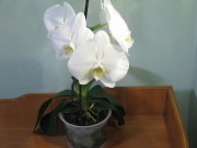 Любимая орхидея - февраль 2014